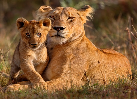 African Safari Drive